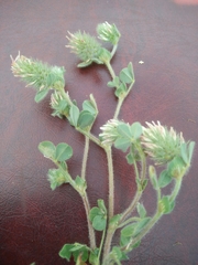 Trifolium sylvaticum