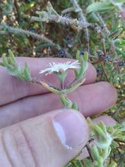 Drosanthemum calycinum