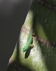 Phelsuma lineata elanthana