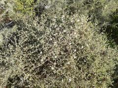 Drosanthemum calycinum