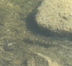 Acanthogobius flavimanus