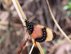 Acraea anemosa