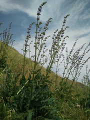 Salvia indica