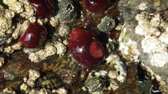 Actinia ebhayiensis
