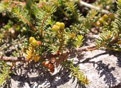 Phylica glabrata