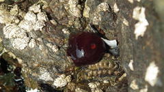 Actinia ebhayiensis