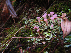 Phyllobaeis imbricata