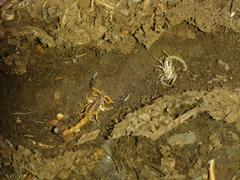 Uroplectes triangulifer
