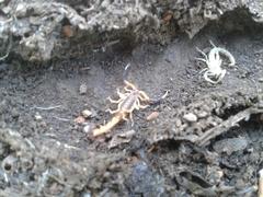 Uroplectes triangulifer