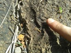 Uroplectes triangulifer