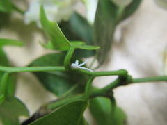 Craibia zimmermannii