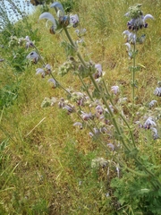 Salvia indica
