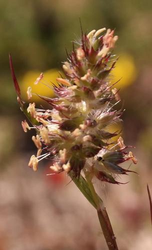 Tribolium echinatum