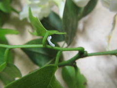 Craibia zimmermannii