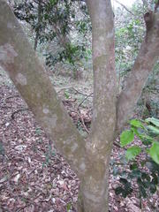 Craibia zimmermannii