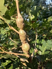 Callirhytis frequens