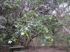 Craibia zimmermannii