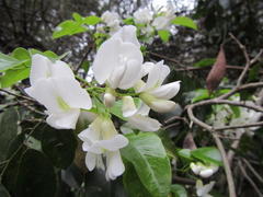 Craibia zimmermannii