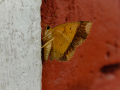 Periclina