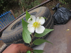 Philadelphus mexicanus