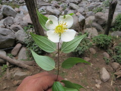 Philadelphus mexicanus