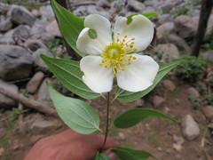 Philadelphus mexicanus