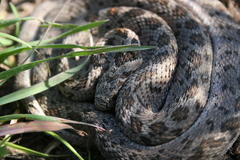 Dasypeltis scabra
