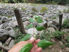 Philadelphus mexicanus
