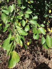 Cordia dichotoma