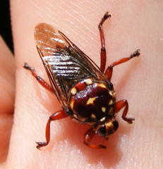 Hippobosca rufipes