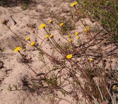 Cotula duckittiae