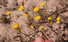 Cotula duckittiae