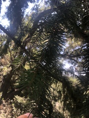 Pseudotsuga macrocarpa