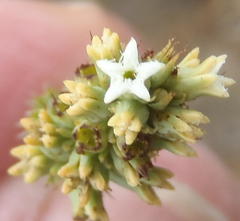 Thesium phyllostachyum