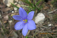 Aristea pusilla