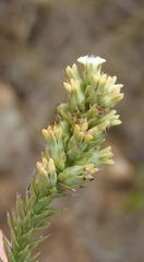 Thesium phyllostachyum