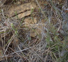 Thesium phyllostachyum