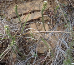 Thesium phyllostachyum