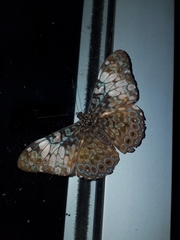Hamadryas fornax
