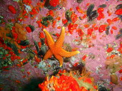 Fromia schultzei