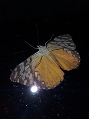 Hamadryas fornax