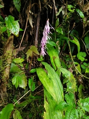 Cremastra appendiculata