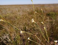 Lachnaea capitata