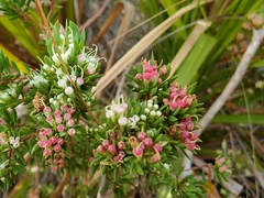 Darwinia leptantha