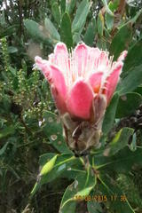 Protea mundii