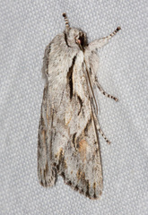 Egira crucialis