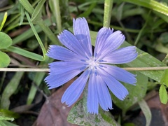 Cichorium intybus