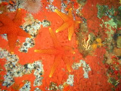 Fromia schultzei