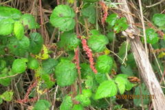 Acalypha capensis