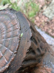 Petalocephala
